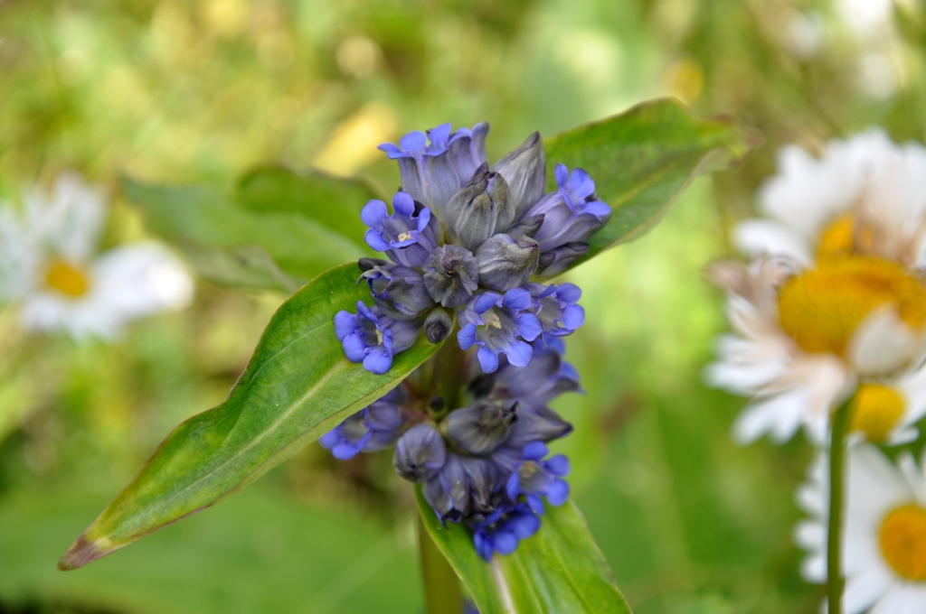 Image of Gentiana macrophylla specimen.