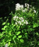 Thalictrum contortum