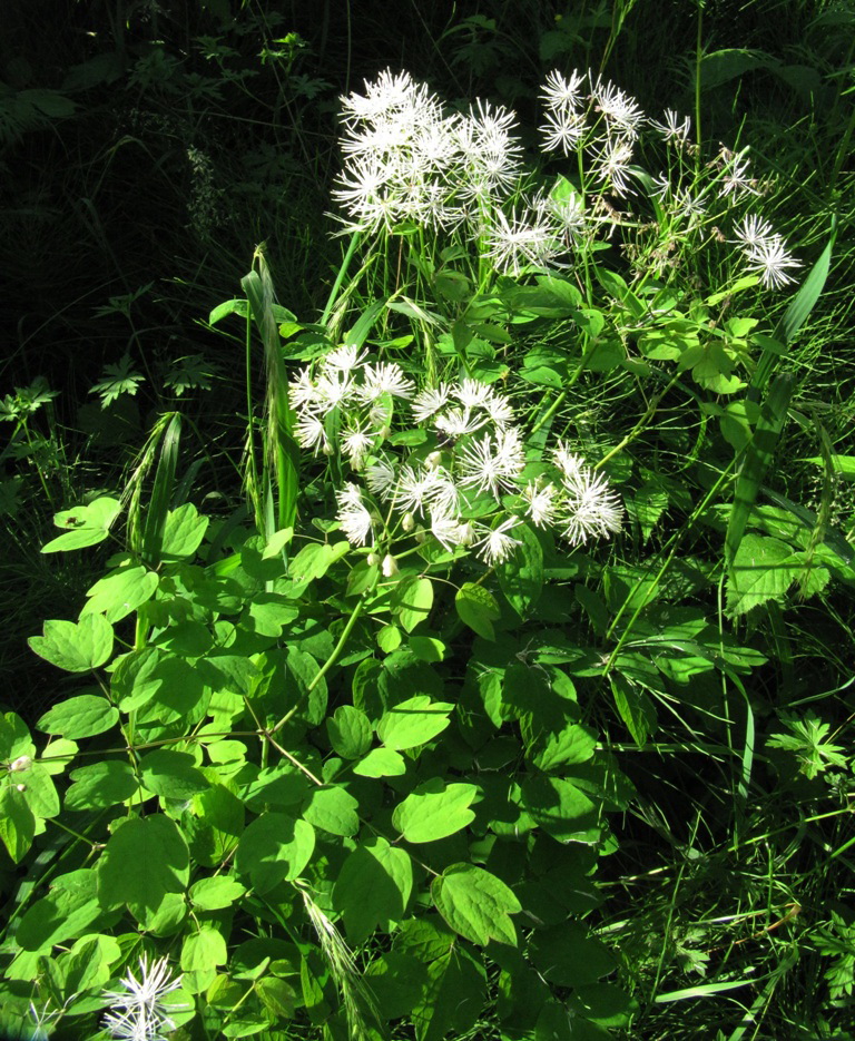Изображение особи Thalictrum contortum.