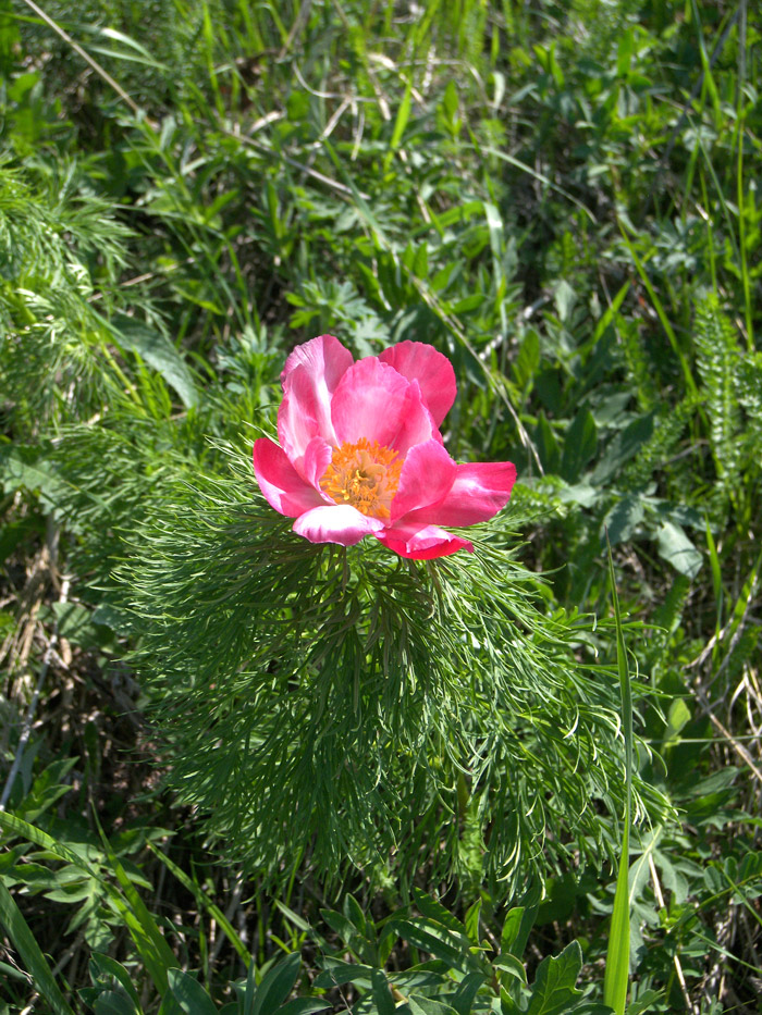 Image of Paeonia tenuifolia specimen.