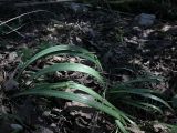 Galanthus rizehensis