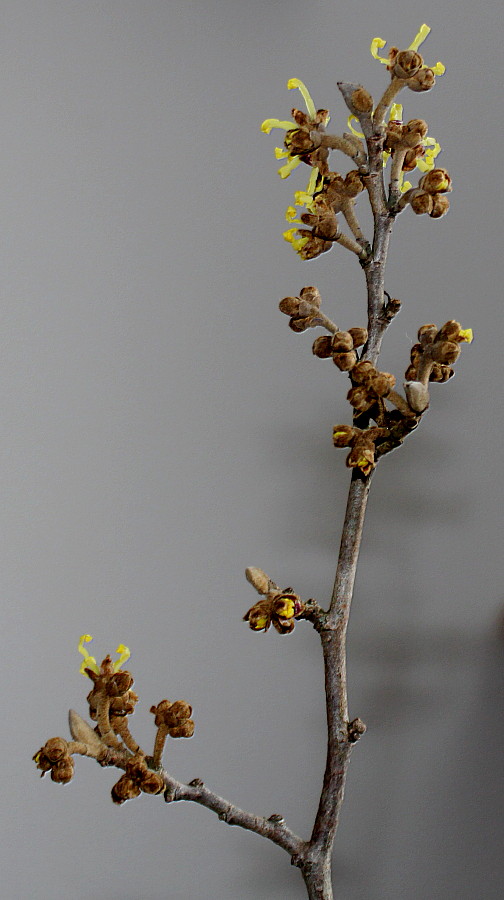 Изображение особи Hamamelis × intermedia.