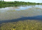 Potamogeton &times; prussicus