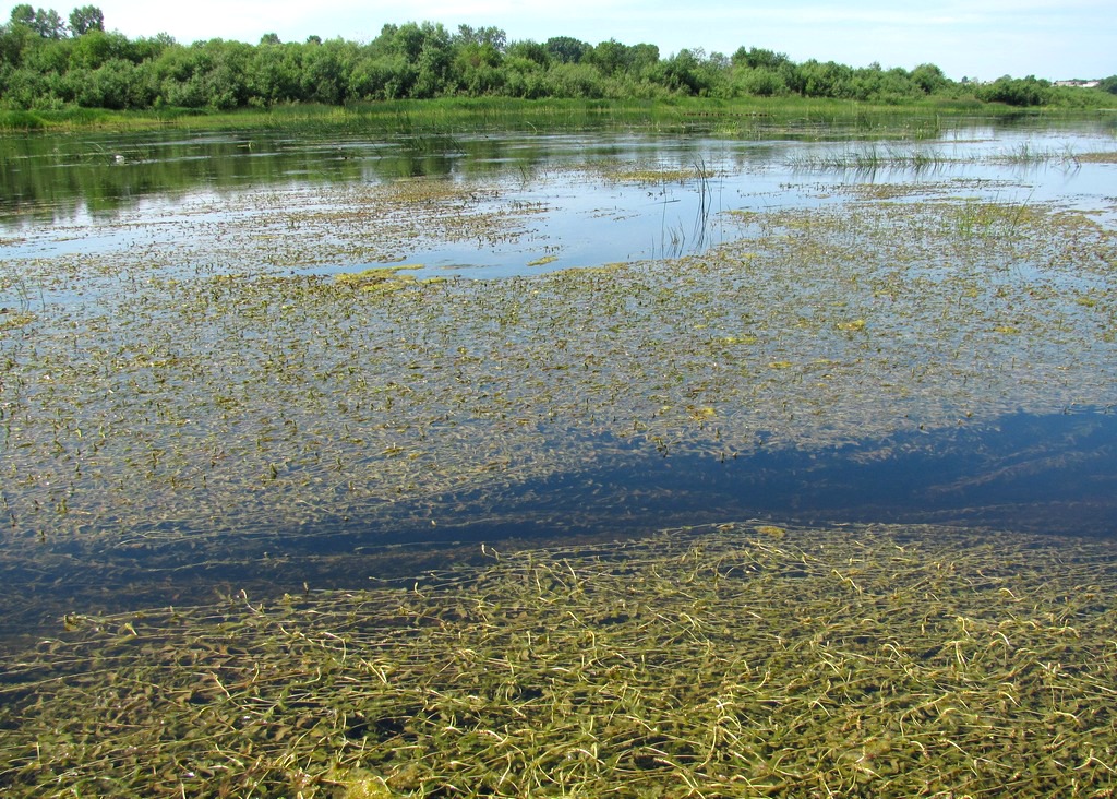 Изображение особи Potamogeton &times; prussicus.