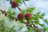 Larix sibirica. Часть ветви с молодыми шишками. Ленинградская обл., Ломоносовский р-н, окр. дер. Низино, берег Шингарского пруда. 13.05.2012.