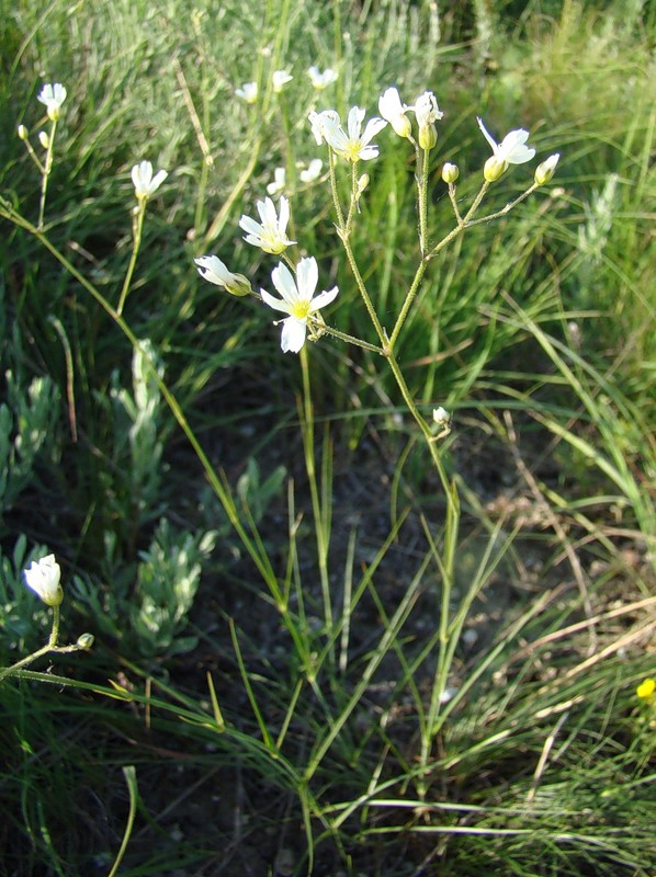 Image of Eremogone biebersteinii specimen.