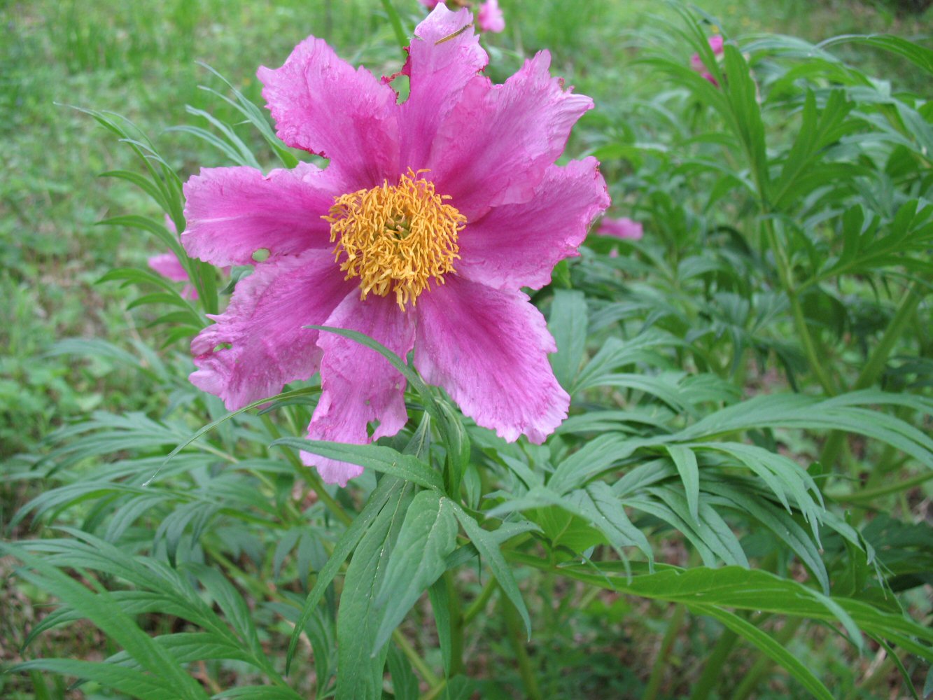 Image of Paeonia anomala specimen.