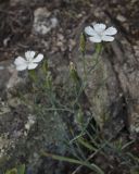 Dianthus ramosissimus