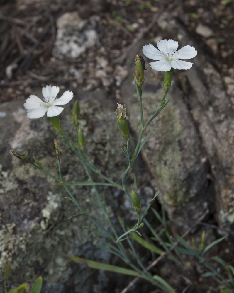 Изображение особи Dianthus ramosissimus.