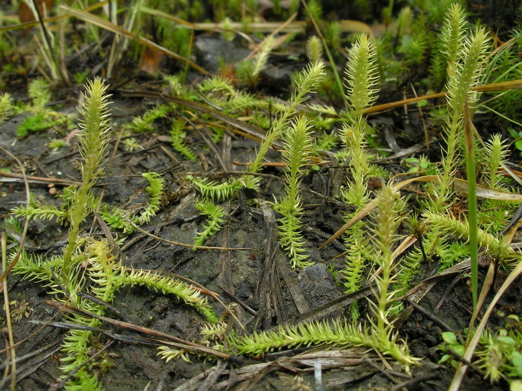 Image of Lycopodiella inundata specimen.