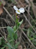 Noccaea macrantha. Верхушка цветущего растения. Крым, Карадагский запов. 3 апреля 2013 г.