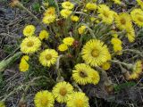 Tussilago farfara