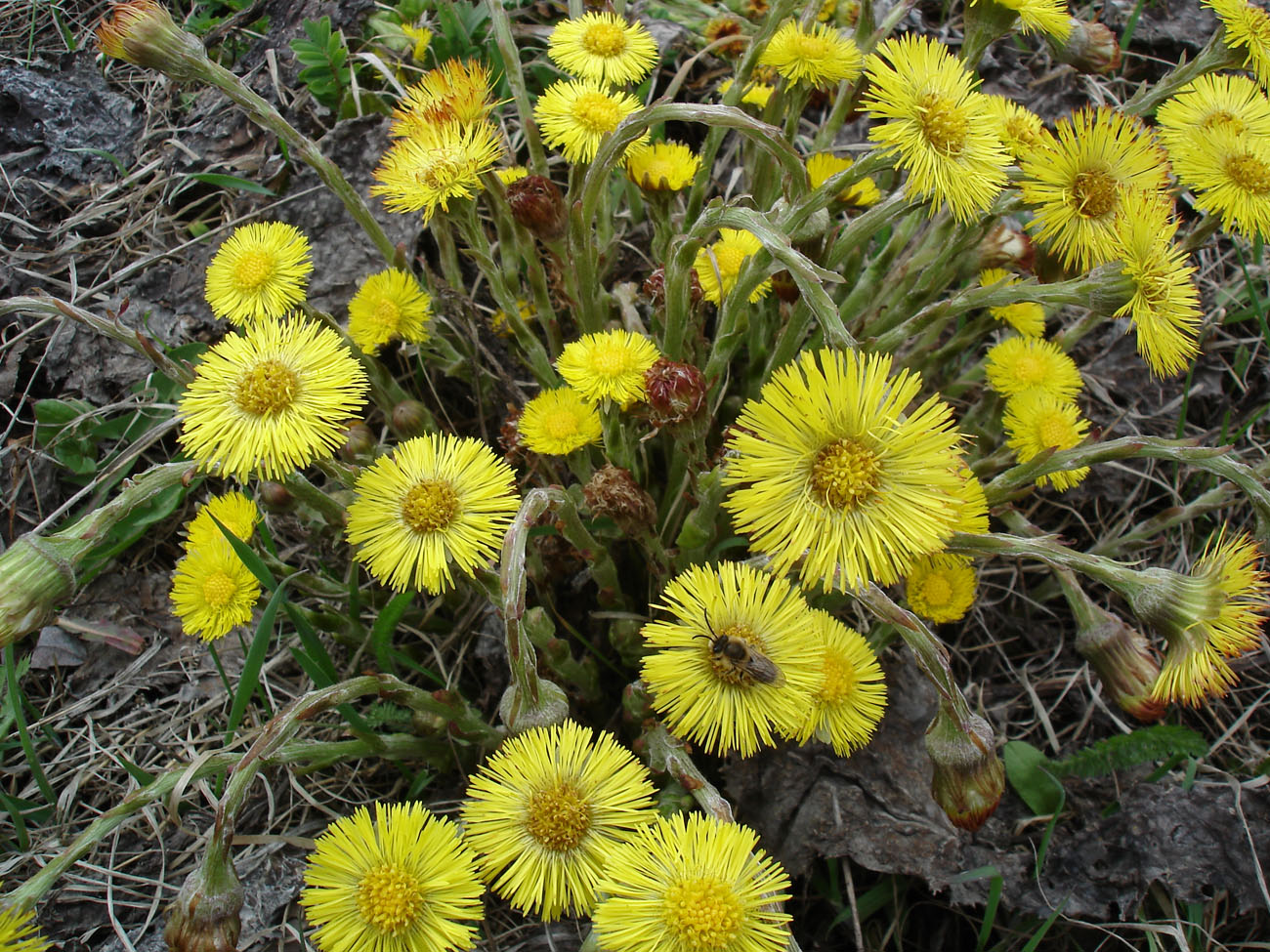 Сырье мать и мачехи. Tussilago Farfara l.. Мать-и-мачеха обыкновенная (Tussilago Farfara). Tussilago Farfara сырье. Мать и мачеха соцветие.