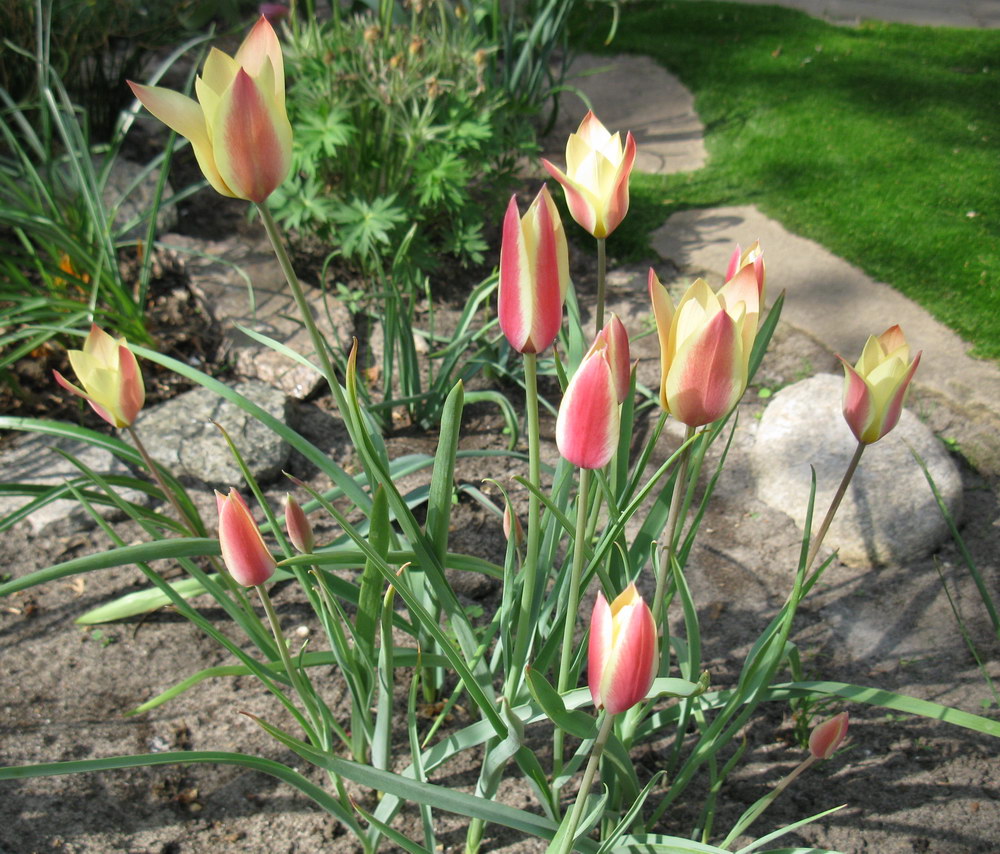 Изображение особи Tulipa clusiana.
