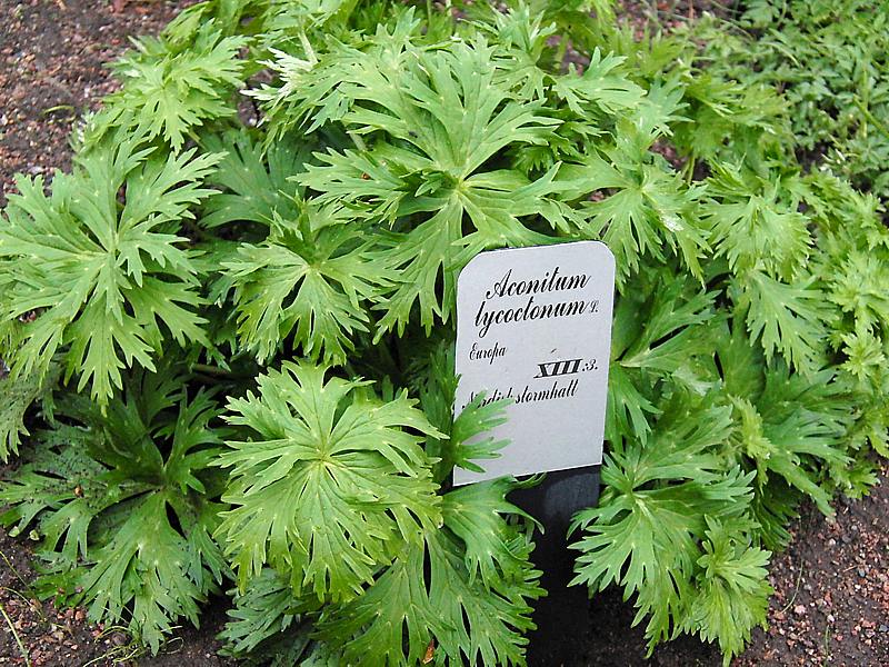 Изображение особи Aconitum lycoctonum.