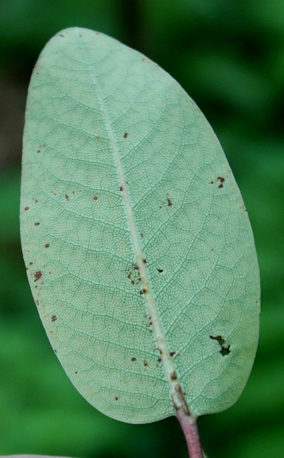 Image of Rhododendron oreodoxa specimen.