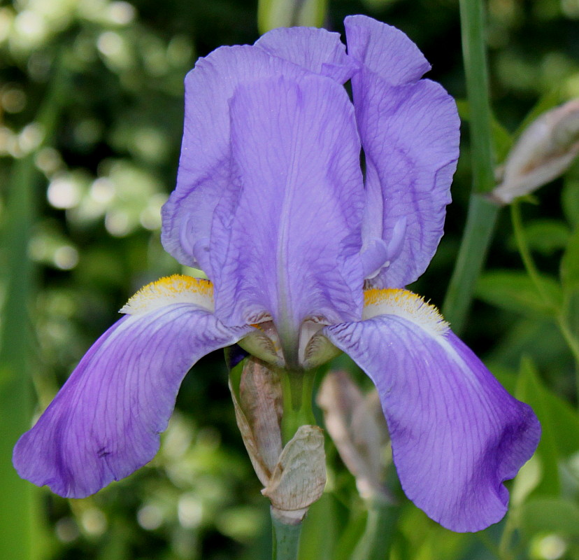 Изображение особи Iris pallida.