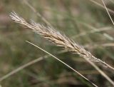 Ammophila arenaria. Соплодие. Эстония, Сааремаа, п-ов Harilaid, приморские пески. 23.06.2013.