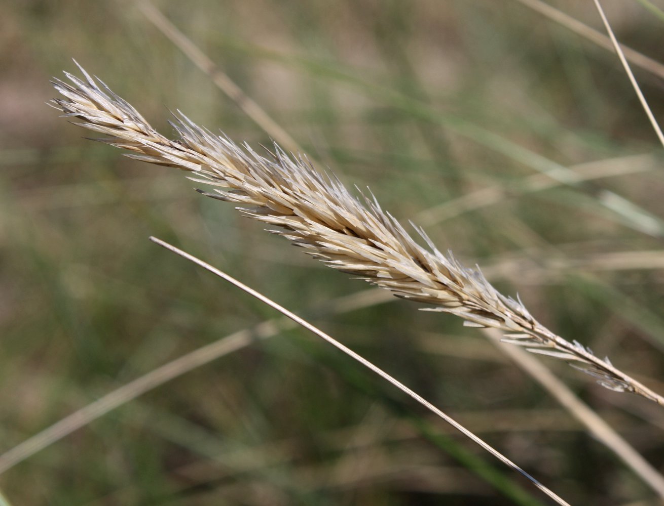 Image of Ammophila arenaria specimen.