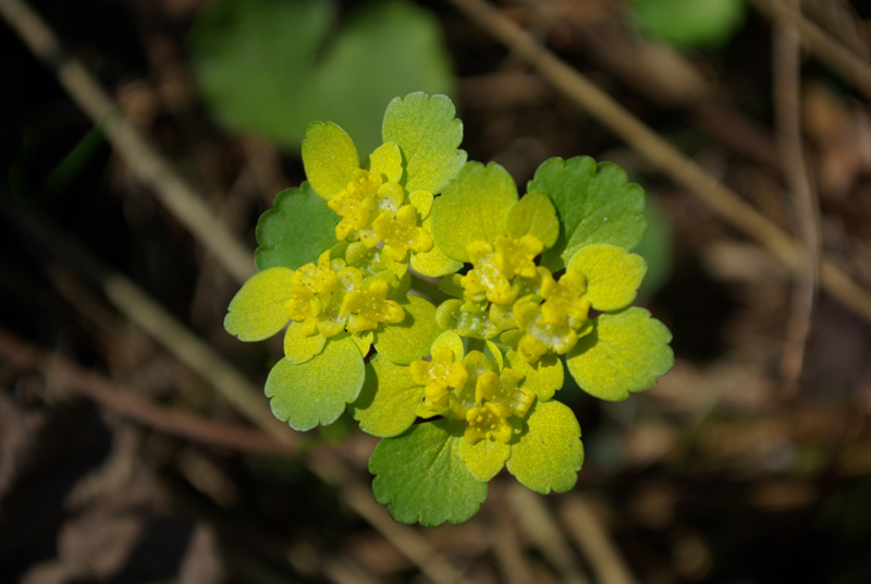 Image of Chrysosplenium alternifolium specimen.