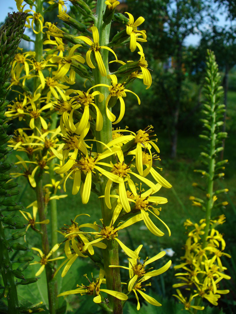 Изображение особи Ligularia stenocephala.