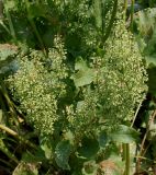 Rumex obtusifolius