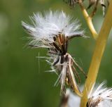 Crepis praemorsa. Элементарное соплодие. Эстония, национальный парк Matsalu, альварный луг. 21.06.2013.