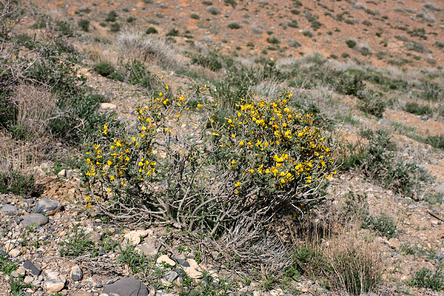 Image of Caragana balchaschensis specimen.