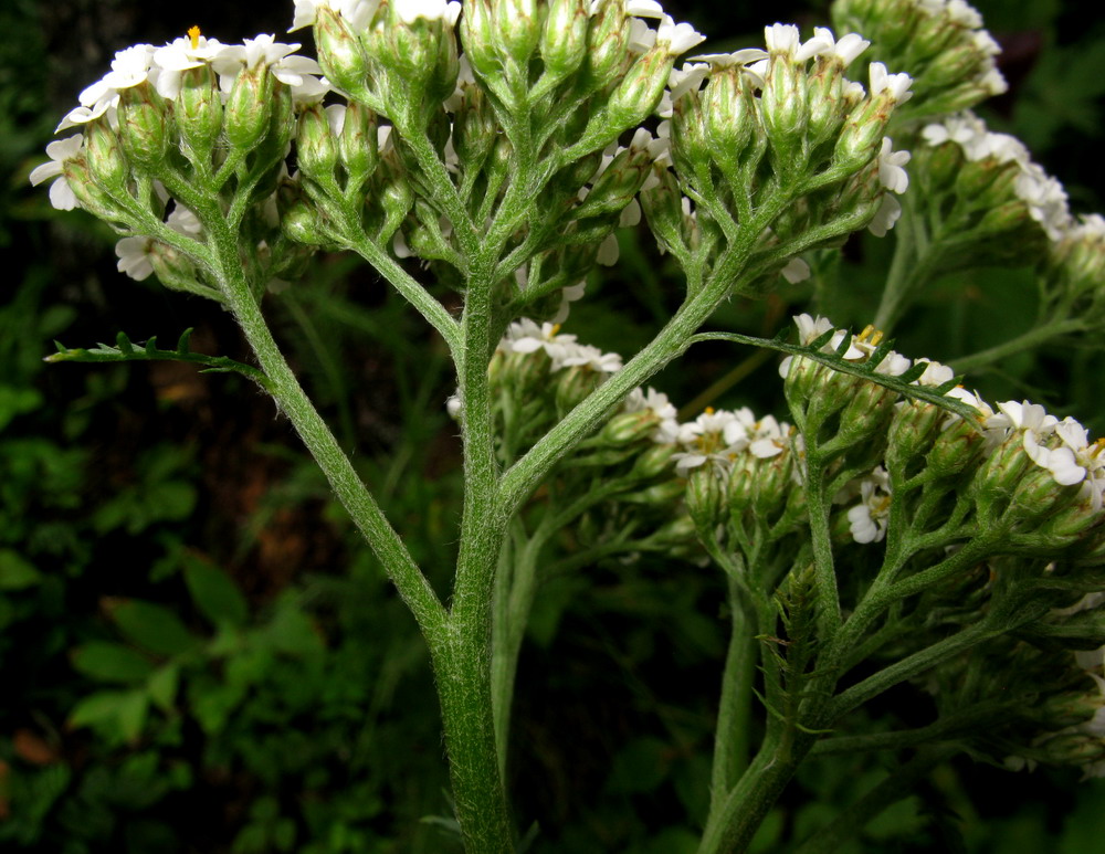 Image of Achillea jenisseensis specimen.