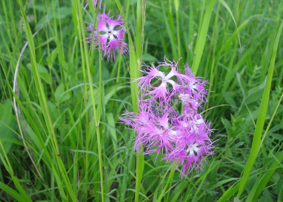 Изображение особи Dianthus superbus.