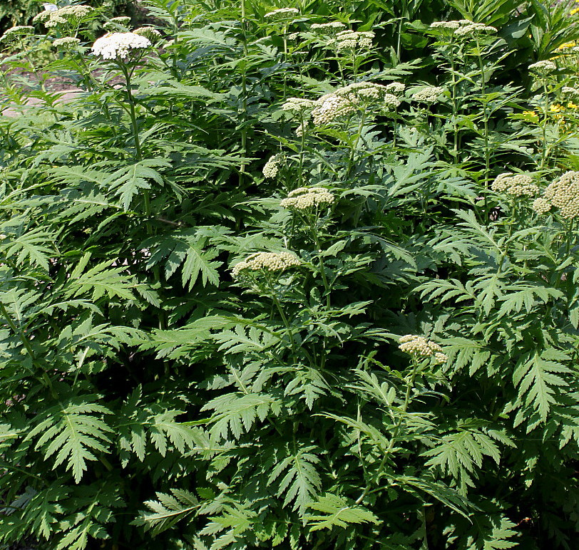 Image of Pyrethrum macrophyllum specimen.