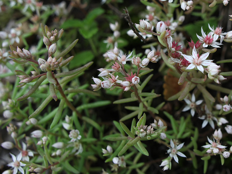 Изображение особи Sedum hispanicum.