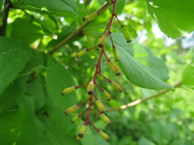 Image of Berberis vulgaris specimen.