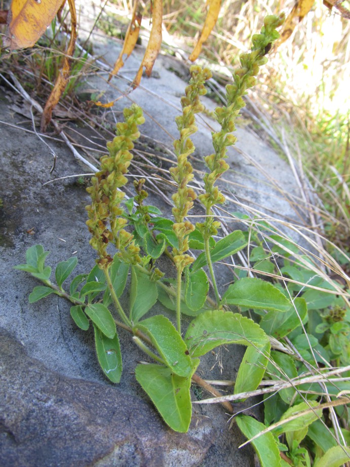 Image of Veronica officinalis specimen.