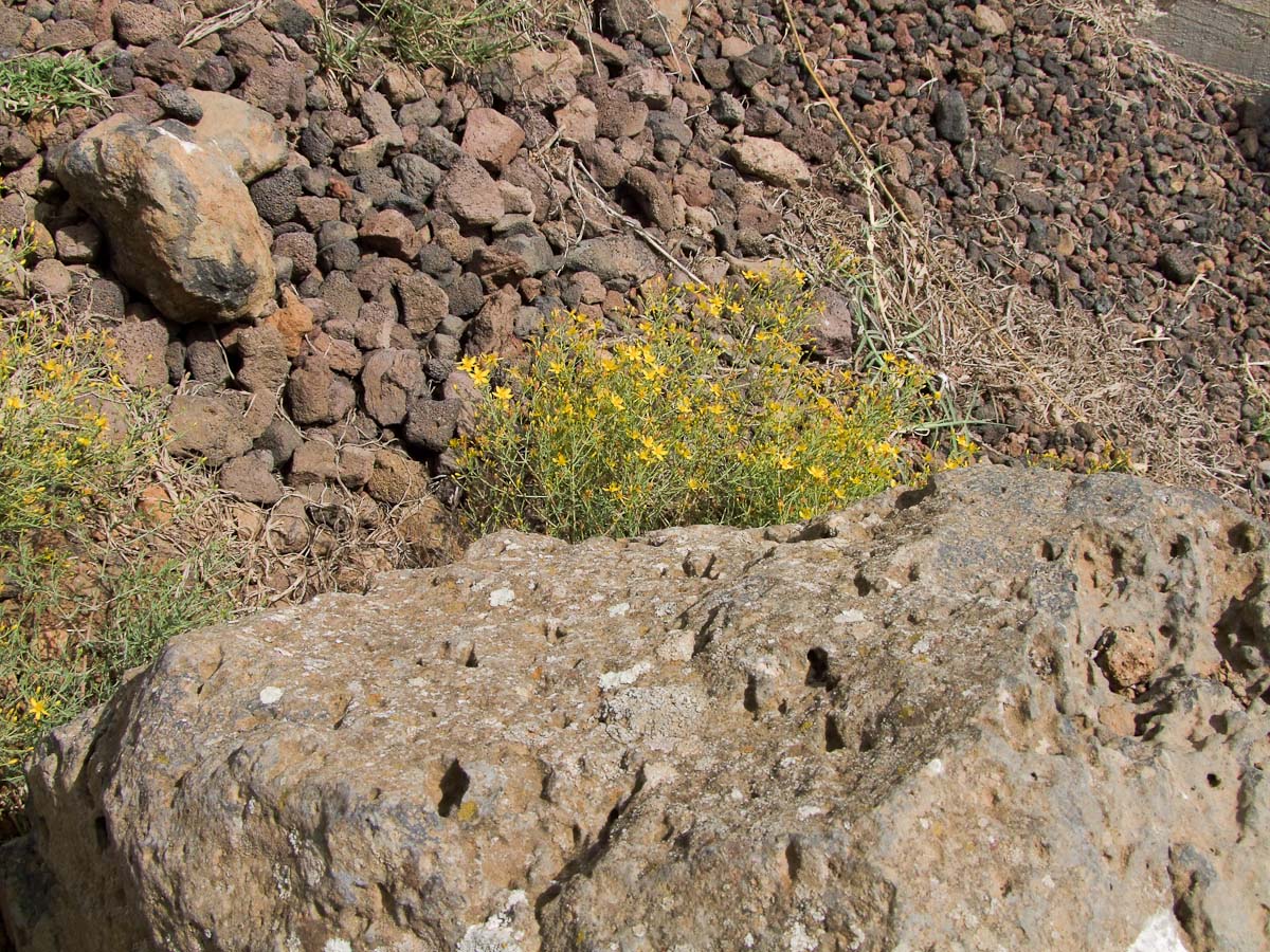 Image of Hypericum triquetrifolium specimen.