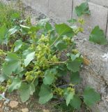 Xanthium orientale