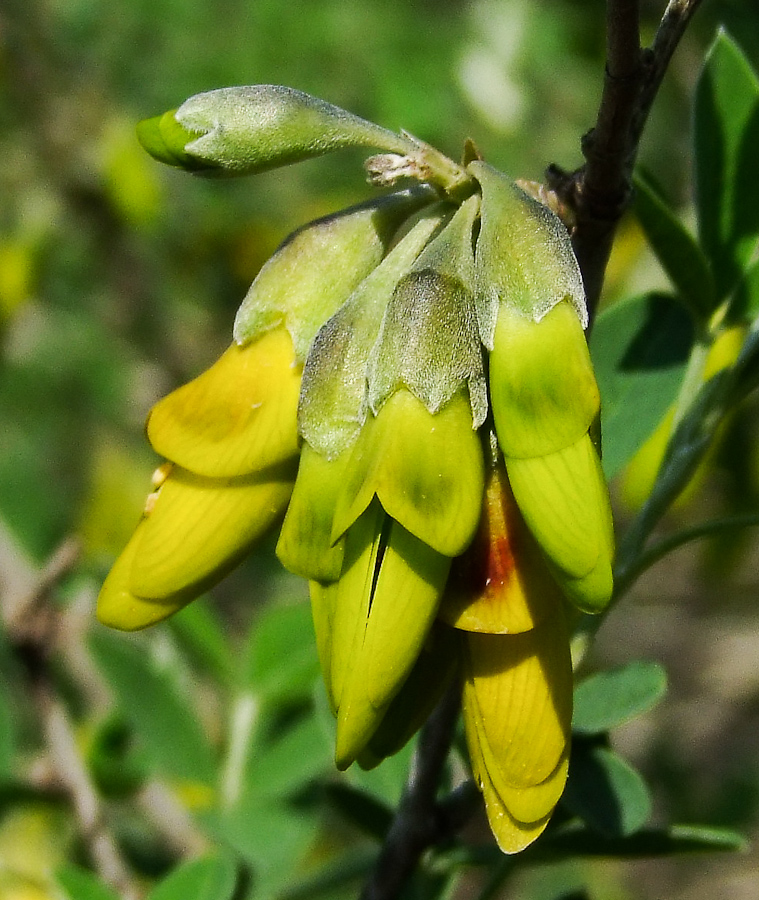 Изображение особи Anagyris foetida.