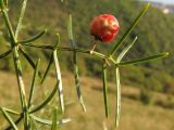 Asparagus verticillatus. Веточка с перезревшим плодом. Краснодарский край, окр. г. Геленджик, прибрежная гора, каменистый склон. 14.09.2013.