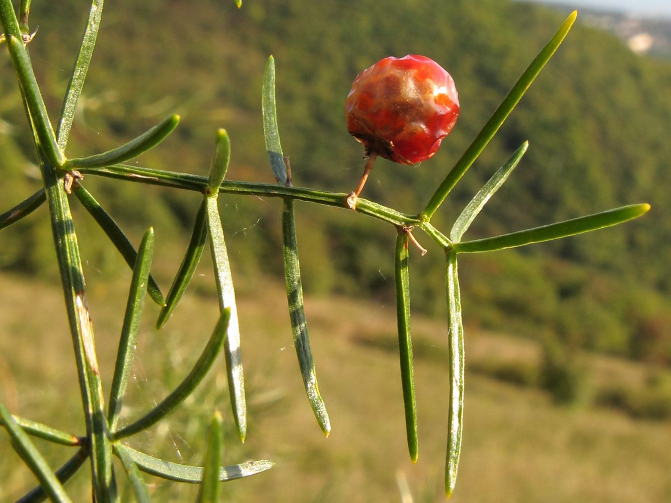 Image of Asparagus verticillatus specimen.