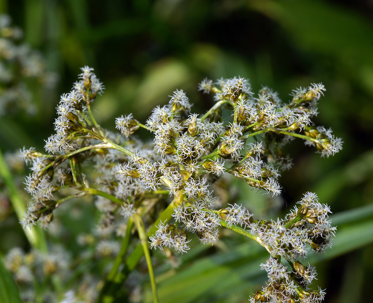 Image of Scirpus sylvaticus specimen.