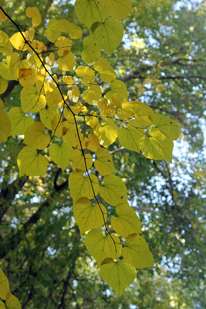 Image of Cercis canadensis specimen.