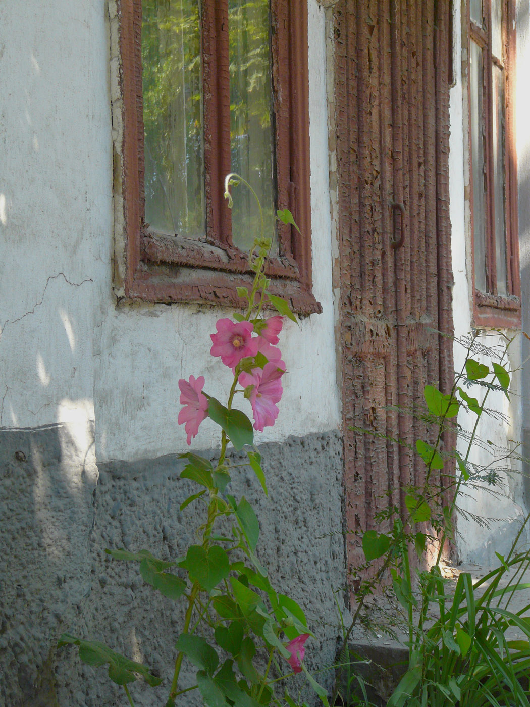 Изображение особи Alcea rosea.