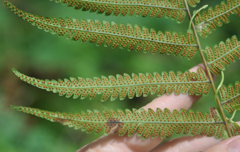 Изображение особи Cyclosorus heterocarpos.