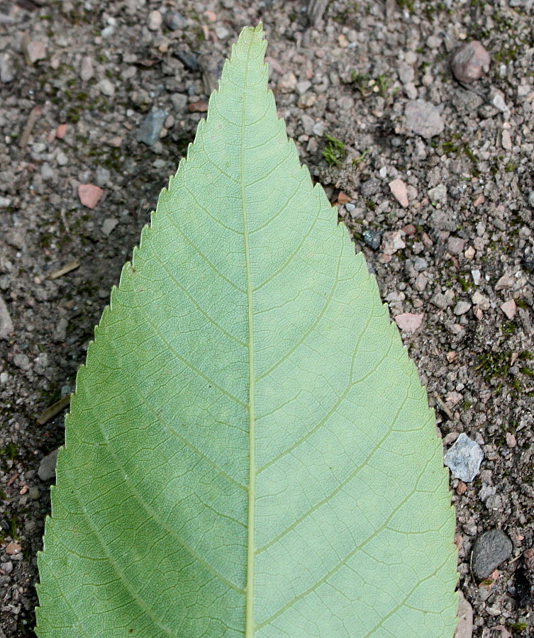 Изображение особи Carya glabra.