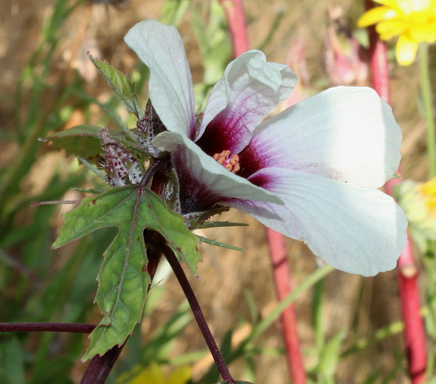 Изображение особи Hibiscus sabdariffa.