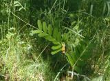 Vicia grandiflora