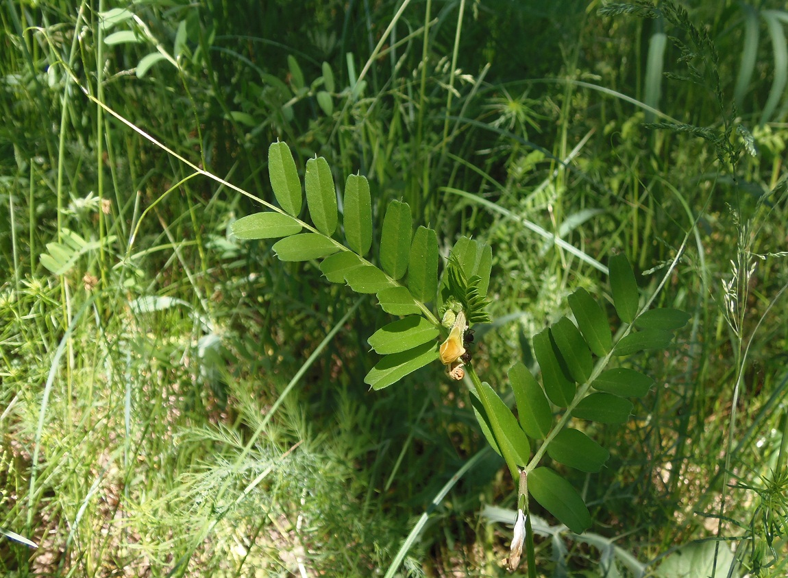Image of Vicia grandiflora specimen.