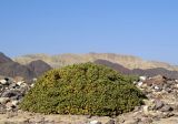 Cleome droserifolia. Взрослое растение в щебенистой пустыне. Израиль, долина Арава. 21.12.2013.
