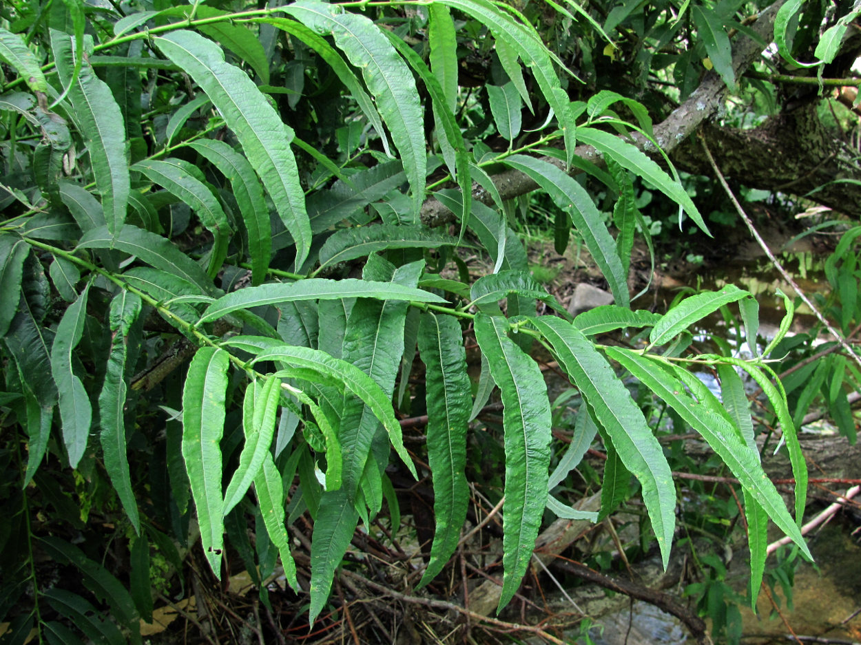 Image of Salix gmelinii specimen.