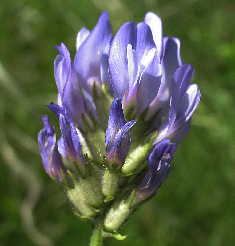 Image of Astragalus danicus specimen.